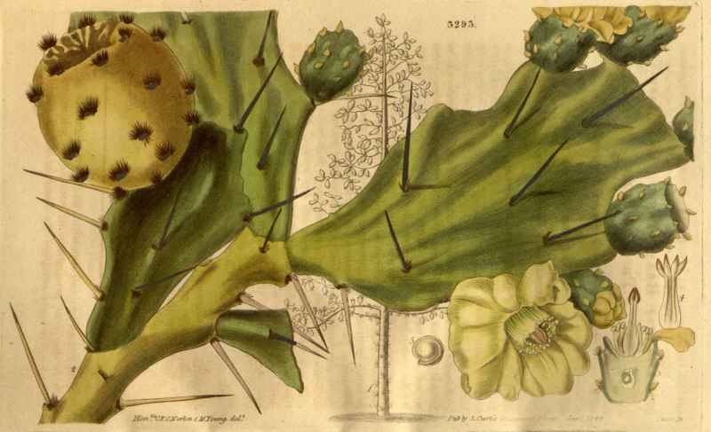Vintage Victorian Retro Biological Flowers 489704 A4 Photo Print