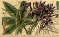 Vintage Victorian Retro Biological Flowers 489714 A4 Photo Print