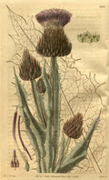 Vintage Victorian Retro Biological Flowers 489723 A4 Photo Print