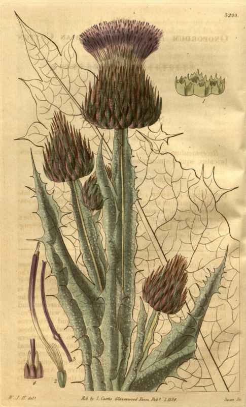Vintage Victorian Retro Biological Flowers 489723 A4 Photo Print