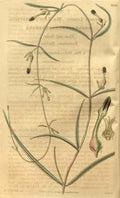 Vintage Victorian Retro Biological Flowers 489726 A4 Photo Print