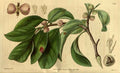 Vintage Victorian Retro Biological Flowers 489742 A4 Photo Print
