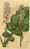 Vintage Victorian Retro Biological Flowers 489754 A4 Photo Print