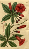 Vintage Victorian Retro Biological Flowers 489774 A4 Photo Print