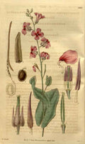Vintage Victorian Retro Biological Flowers 489780 A4 Photo Print