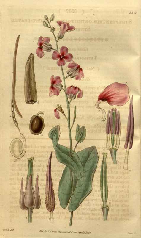Vintage Victorian Retro Biological Flowers 489780 A4 Photo Print