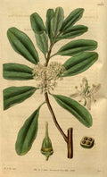 Vintage Victorian Retro Biological Flowers 489795 A4 Photo Print