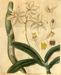 Vintage Victorian Retro Biological Flowers 489825 A4 Photo Print