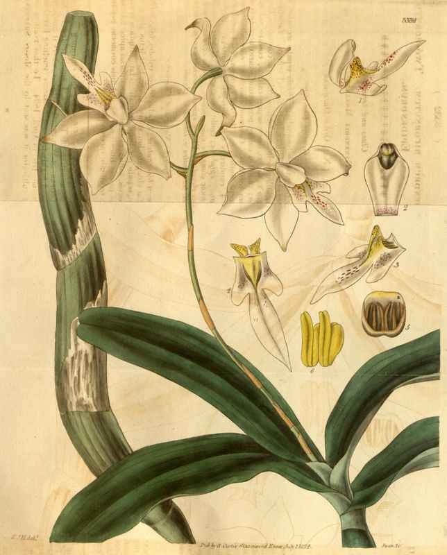 Vintage Victorian Retro Biological Flowers 489825 A4 Photo Print