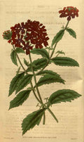 Vintage Victorian Retro Biological Flowers 489828 A4 Photo Print