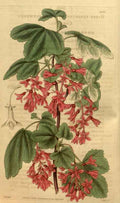 Vintage Victorian Retro Biological Flowers 489834 A4 Photo Print