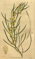 Vintage Victorian Retro Biological Flowers 489840 A4 Photo Print