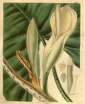 Vintage Victorian Retro Biological Flowers 489864 A4 Photo Print