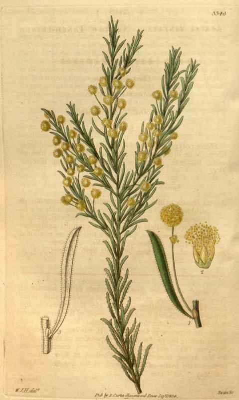 Vintage Victorian Retro Biological Flowers 489867 A4 Photo Print