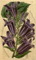 Vintage Victorian Retro Biological Flowers 489870 A4 Photo Print