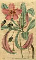Vintage Victorian Retro Biological Flowers 489902 A4 Photo Print
