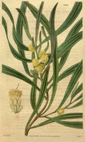 Vintage Victorian Retro Biological Flowers 489905 A4 Photo Print