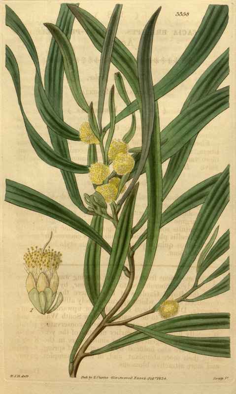 Vintage Victorian Retro Biological Flowers 489905 A4 Photo Print