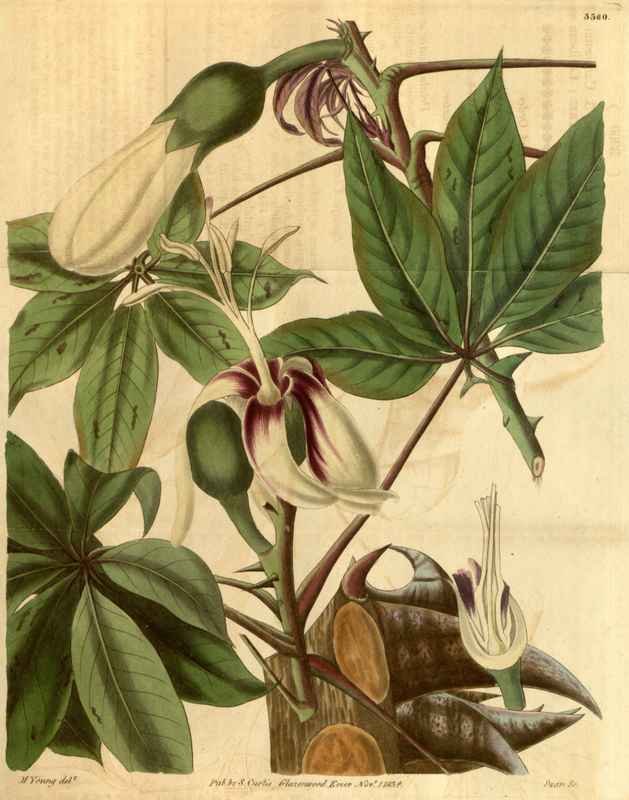 Vintage Victorian Retro Biological Flowers 489911 A4 Photo Print