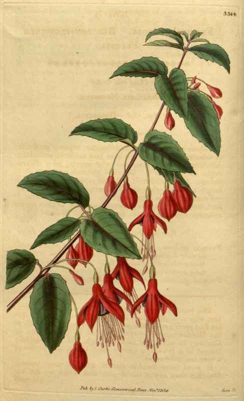 Vintage Victorian Retro Biological Flowers 489923 A4 Photo Print