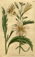 Vintage Victorian Retro Biological Flowers 489926 A4 Photo Print