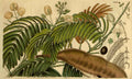 Vintage Victorian Retro Biological Flowers 489929 A4 Photo Print