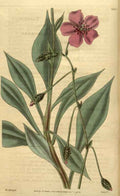 Vintage Victorian Retro Biological Flowers 489938 A4 Photo Print