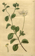 Vintage Victorian Retro Biological Flowers 489944 A4 Photo Print