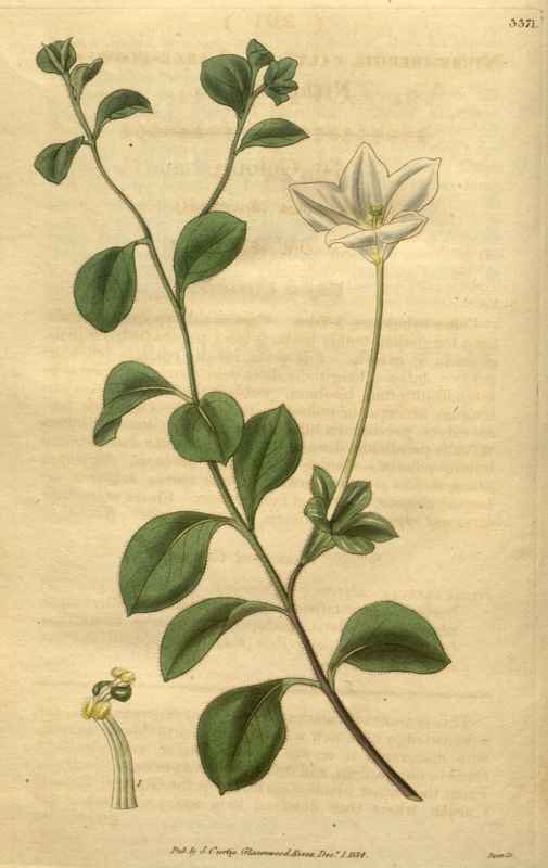 Vintage Victorian Retro Biological Flowers 489944 A4 Photo Print