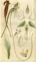 Vintage Victorian Retro Biological Flowers 494855 A4 Photo Print