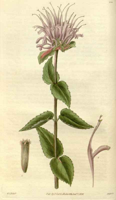 Vintage Victorian Retro Biological Flowers 494858 A4 Photo Print