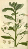 Vintage Victorian Retro Biological Flowers 494867 A4 Photo Print