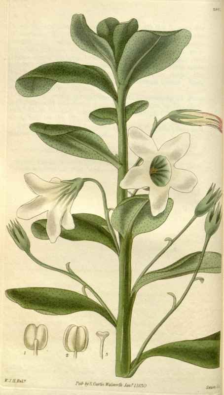 Vintage Victorian Retro Biological Flowers 494867 A4 Photo Print