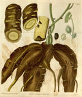 Vintage Victorian Retro Biological Flowers 494901 A4 Photo Print