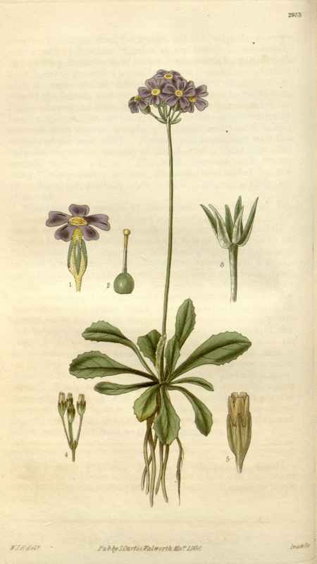 Vintage Victorian Retro Biological Flowers 494908 A4 Photo Print