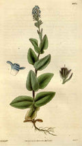 Vintage Victorian Retro Biological Flowers 494914 A4 Photo Print