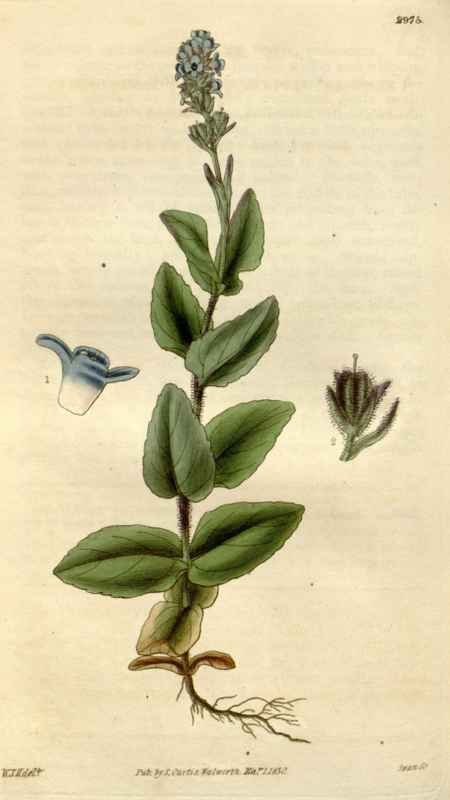 Vintage Victorian Retro Biological Flowers 494914 A4 Photo Print
