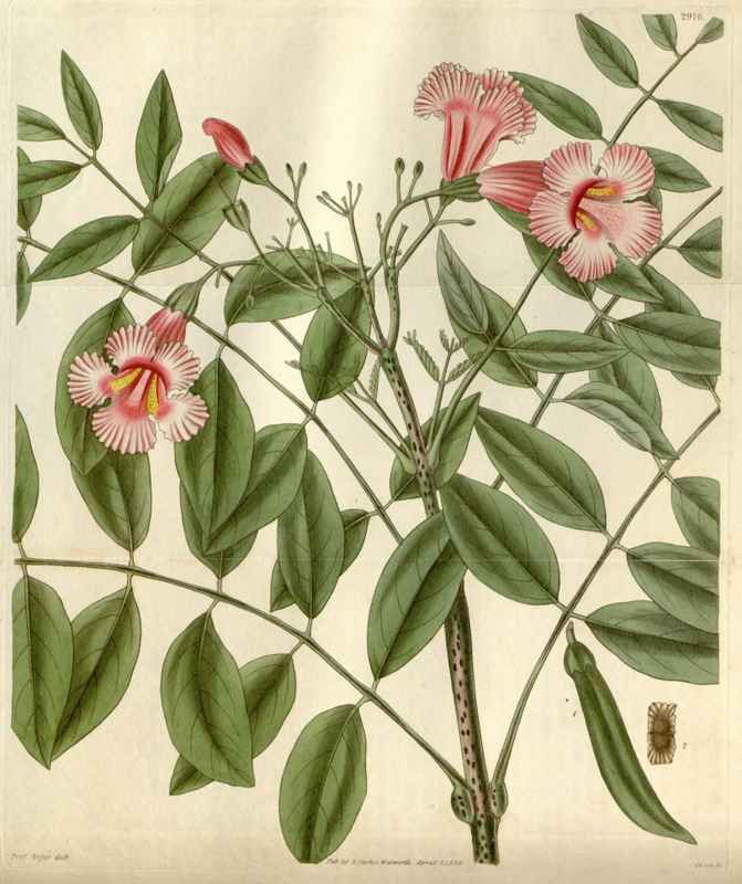 Vintage Victorian Retro Biological Flowers 494917 A4 Photo Print