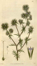 Vintage Victorian Retro Biological Flowers 494920 A4 Photo Print