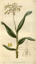 Vintage Victorian Retro Biological Flowers 494929 A4 Photo Print