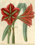 Vintage Victorian Retro Biological Flowers 494938 A4 Photo Print
