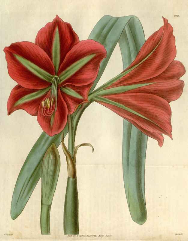 Vintage Victorian Retro Biological Flowers 494938 A4 Photo Print