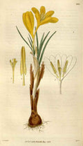 Vintage Victorian Retro Biological Flowers 494947 A4 Photo Print