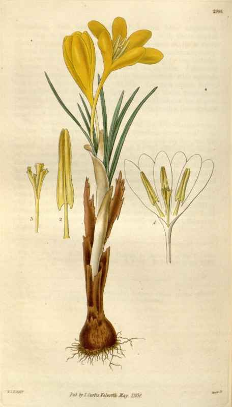 Vintage Victorian Retro Biological Flowers 494947 A4 Photo Print