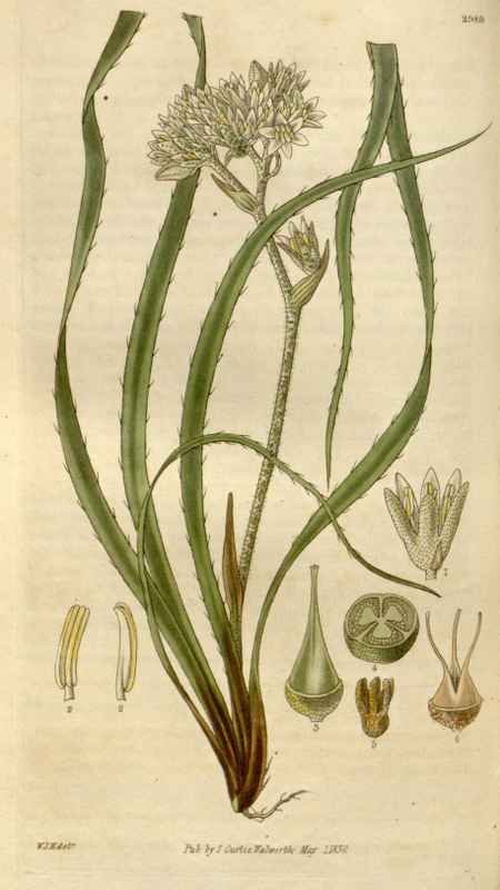 Vintage Victorian Retro Biological Flowers 494956 A4 Photo Print