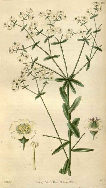 Vintage Victorian Retro Biological Flowers 494965 A4 Photo Print