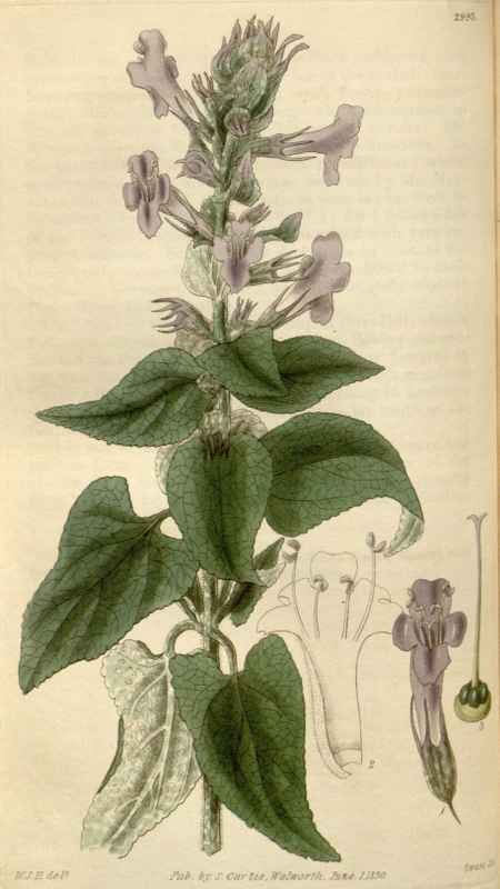 Vintage Victorian Retro Biological Flowers 494968 A4 Photo Print