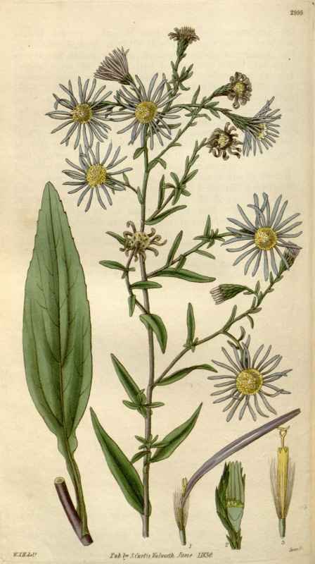 Vintage Victorian Retro Biological Flowers 494974 A4 Photo Print