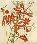 Vintage Victorian Retro Biological Flowers 494980 A4 Photo Print