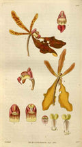 Vintage Victorian Retro Biological Flowers 494983 A4 Photo Print